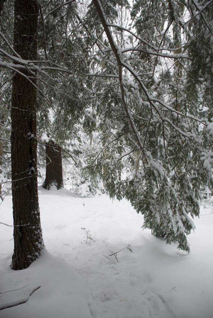 Under the evergreen Under the evergreen