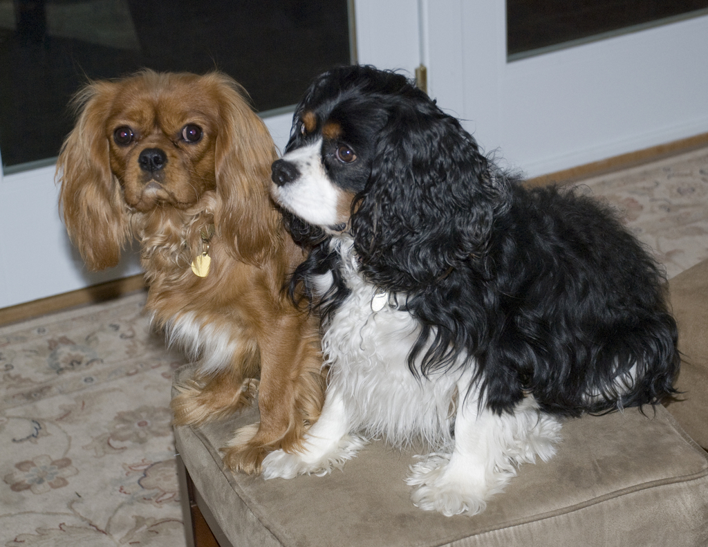 Ralphie and Becket Ralphie and Becket