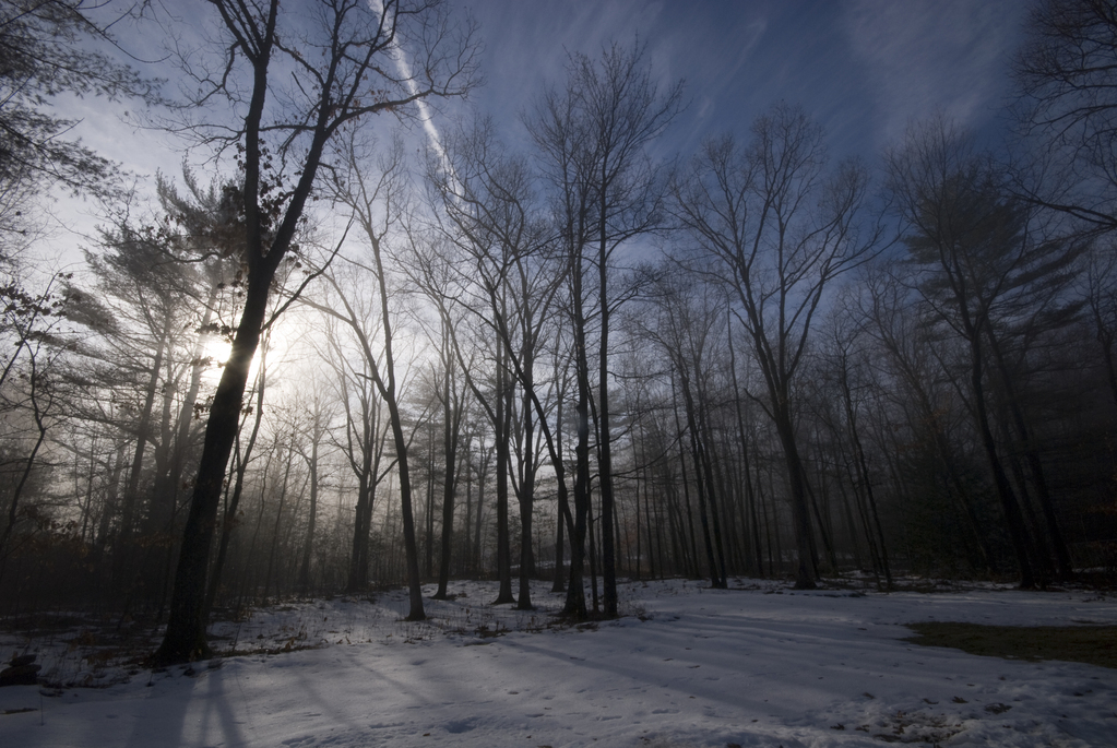 Misty morning