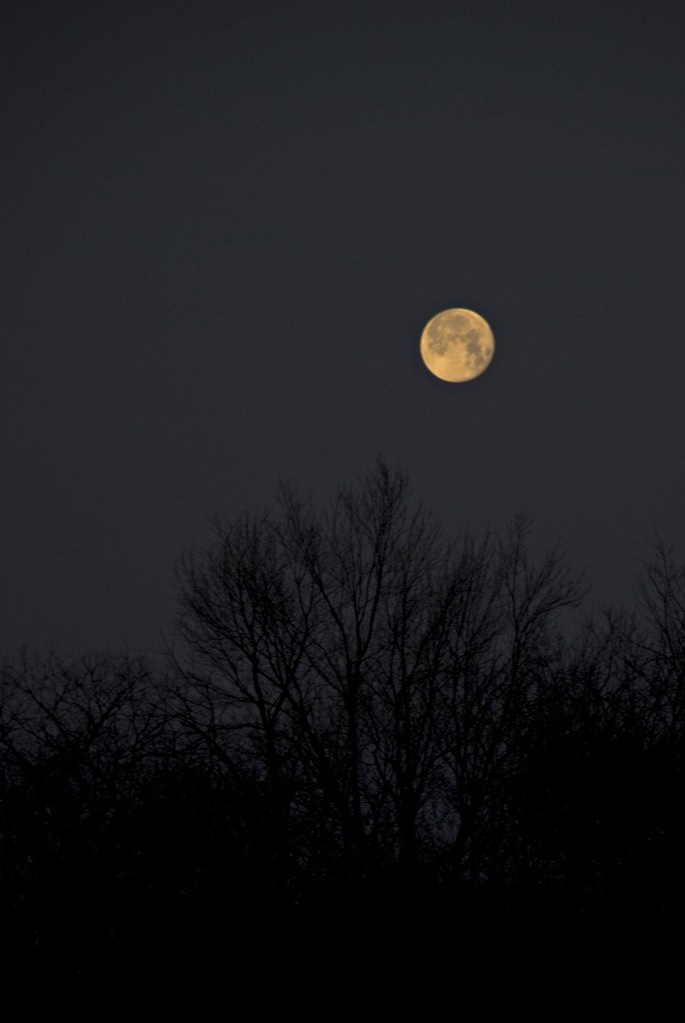 Morning moon
