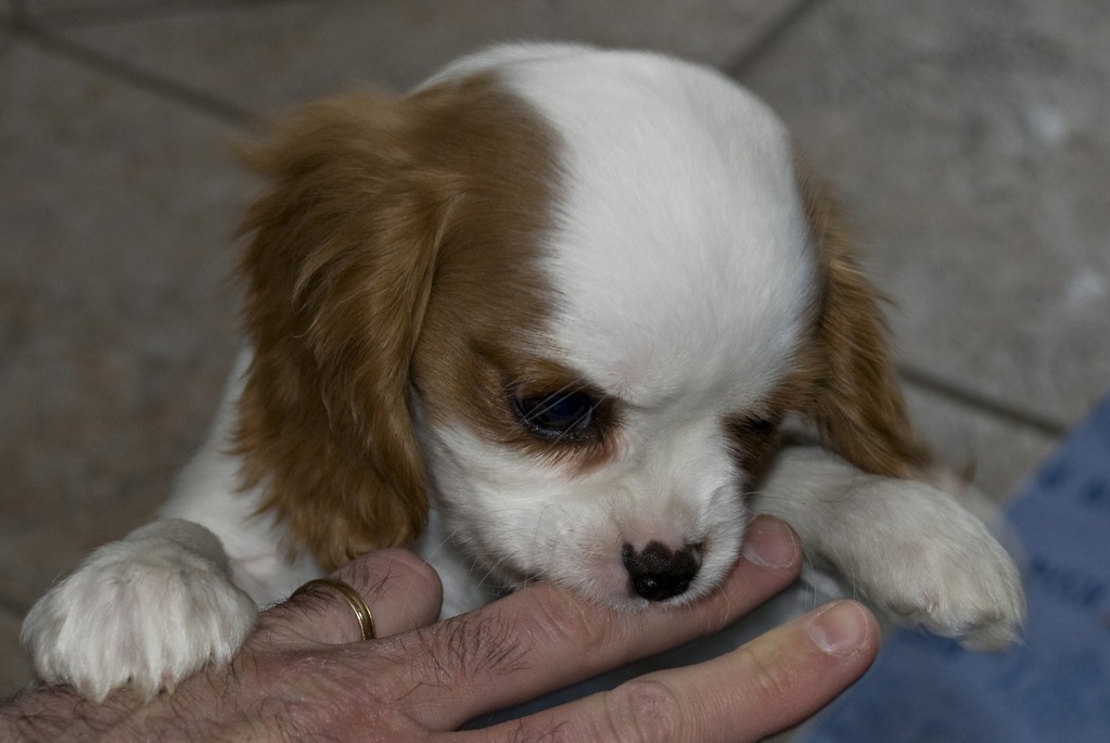 Puppy