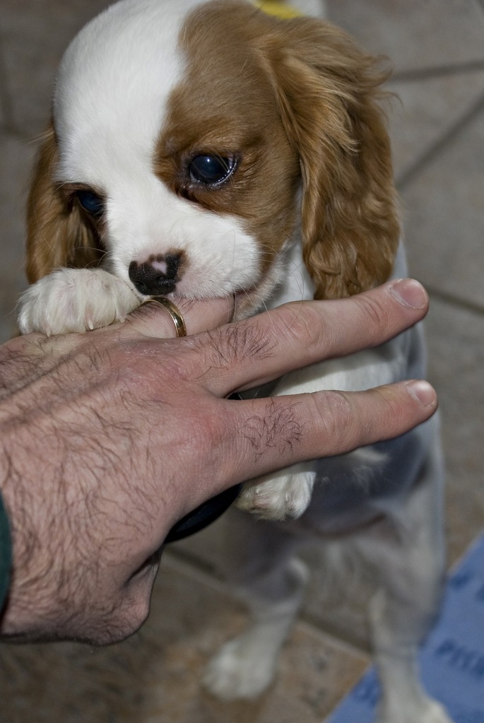 Puppy