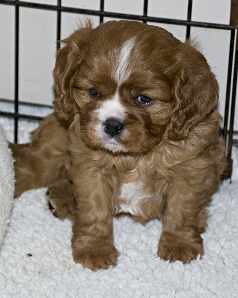 Puppy