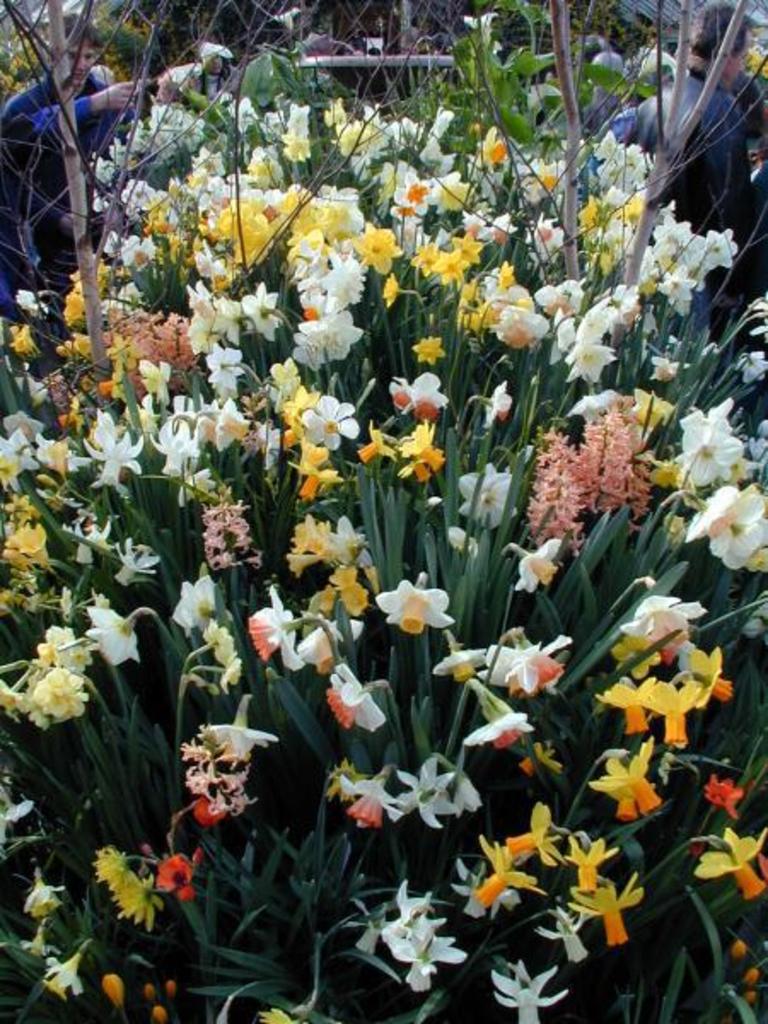 Smith College Bulb Show