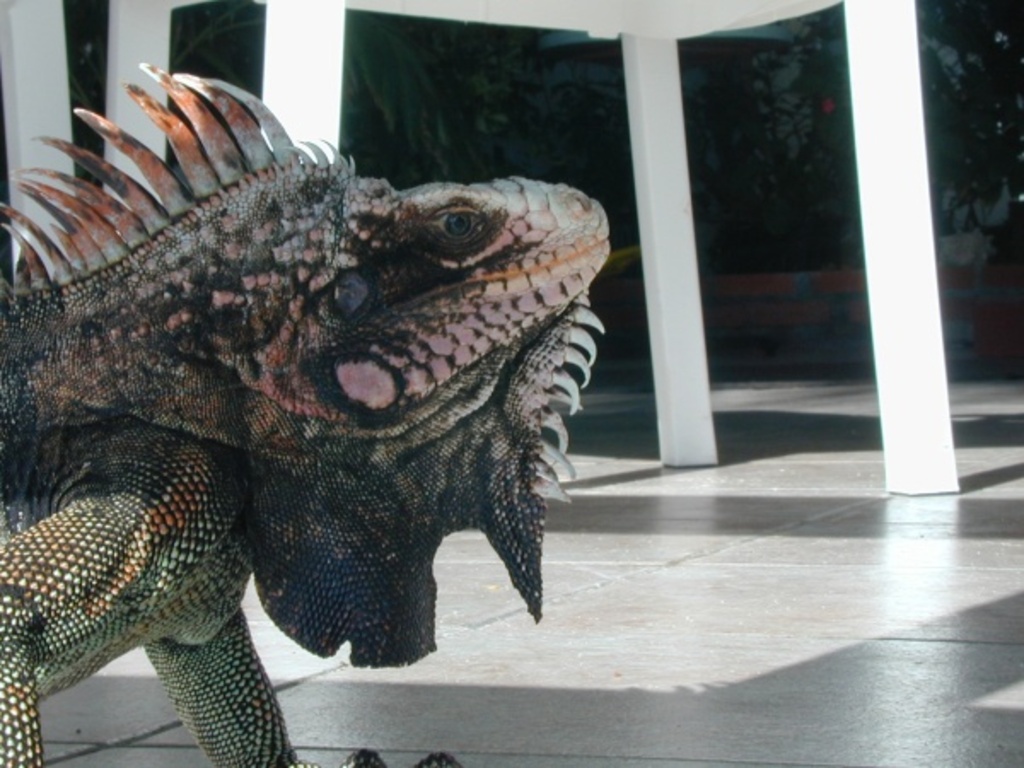 Iguana