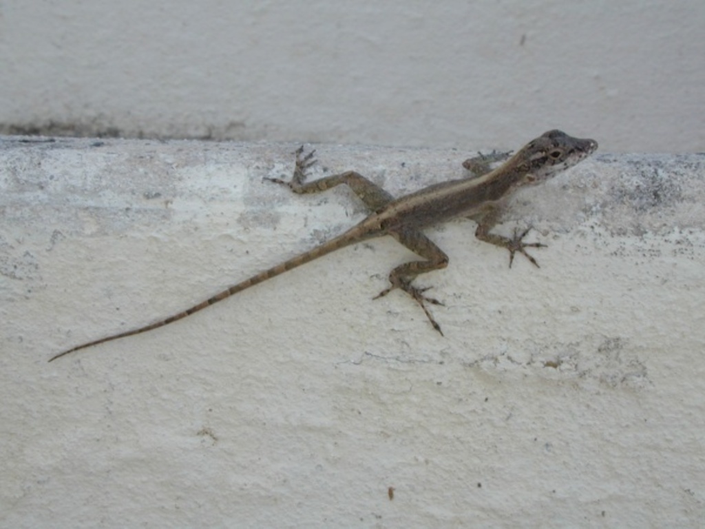 Lizard