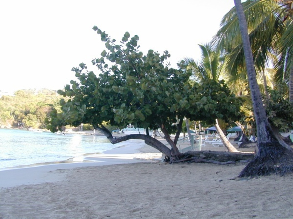 Sea Grape at Sunset Harbor