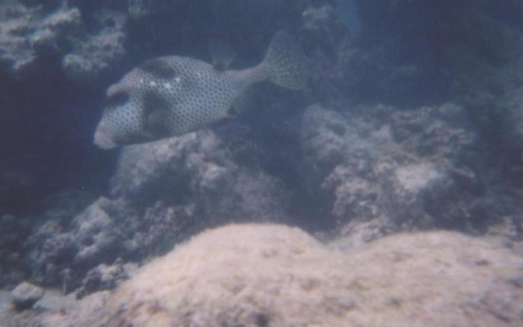 Fish