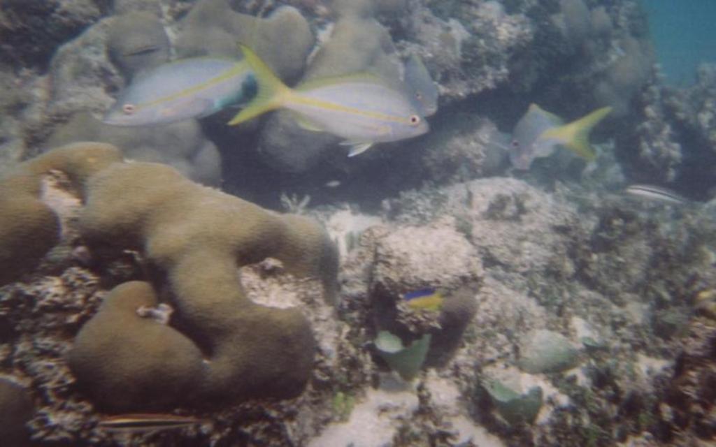 Fish