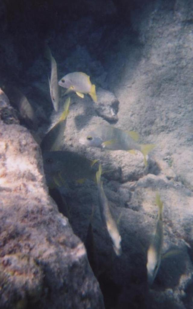 Fish