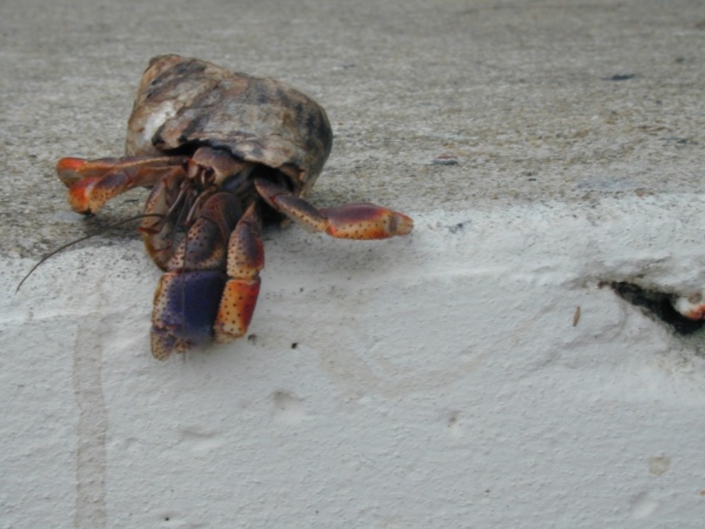 Hermit Crab
