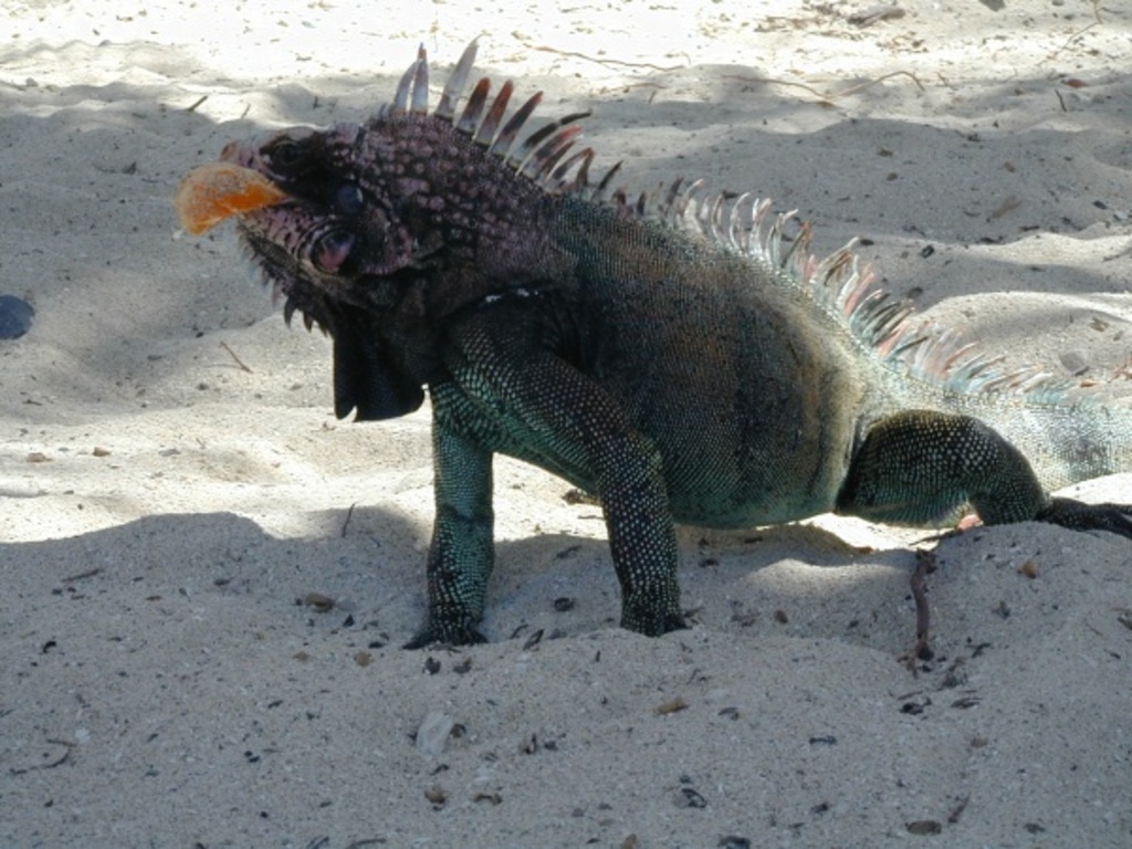 Iguana