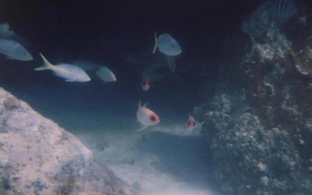 Fish