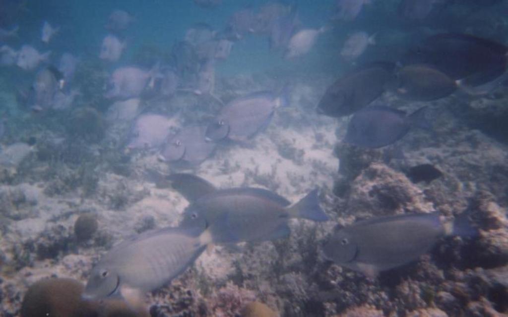 Fish