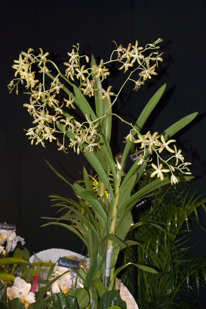 Amherst Orchid Society Show 2008 Amherst Orchid Society Show 2008
