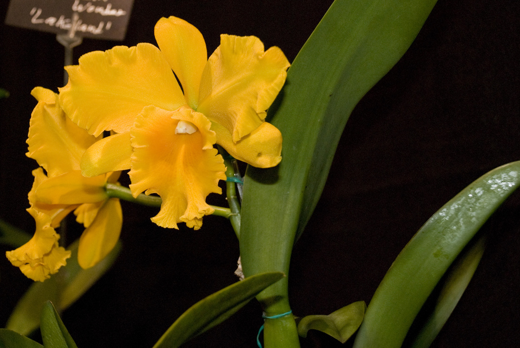 Amherst Orchid Society Show 2008 Amherst Orchid Society Show 2008