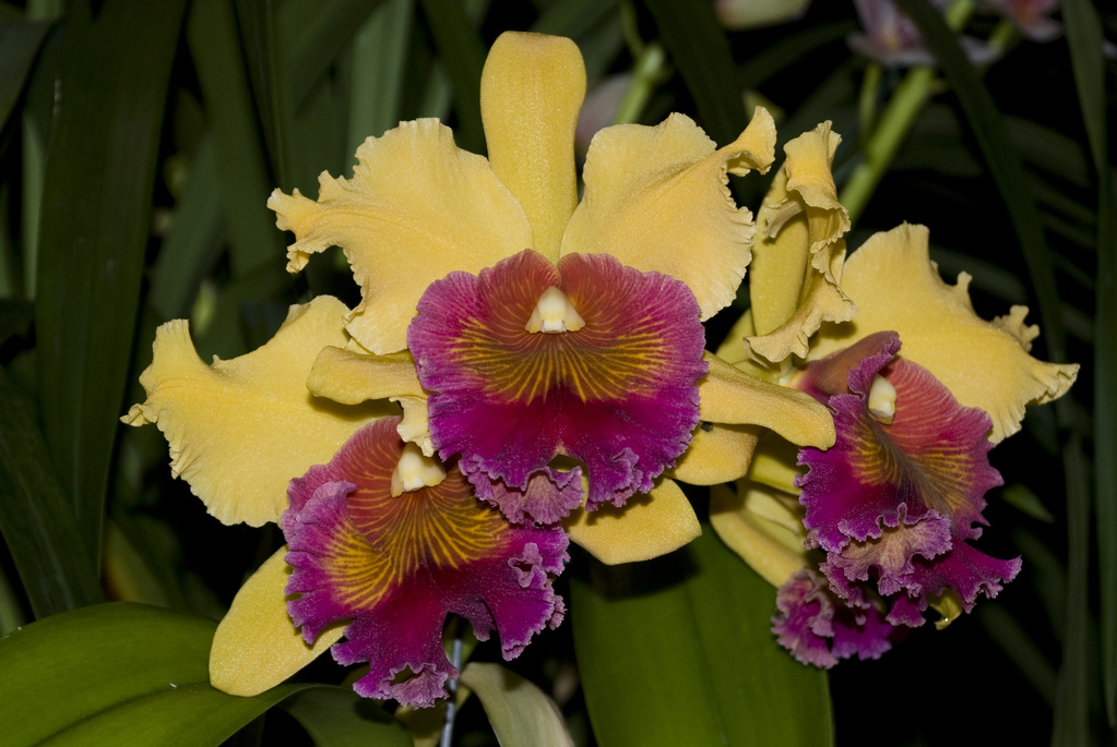 Amherst Orchid Society Show 2008 Amherst Orchid Society Show 2008
