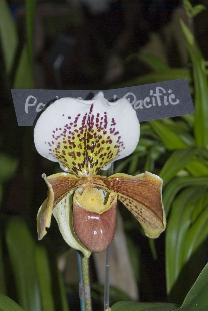 Amherst Orchid Society Show 2008 Amherst Orchid Society Show 2008
