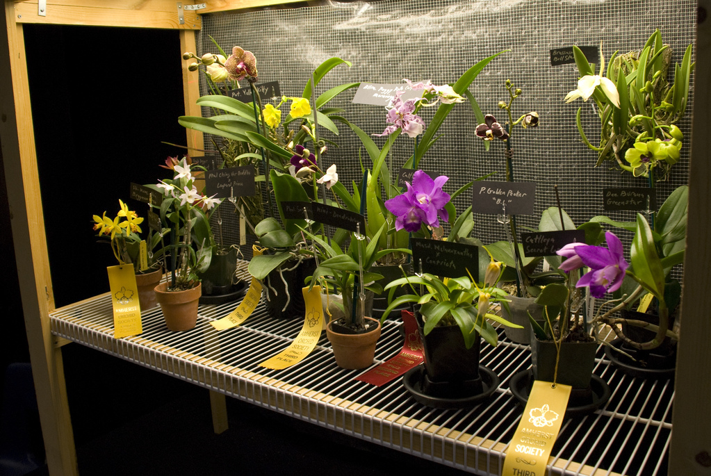 Amherst Orchid Society Show 2008 Amherst Orchid Society Show 2008