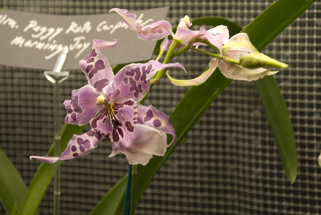Amherst Orchid Society Show 2008 Amherst Orchid Society Show 2008