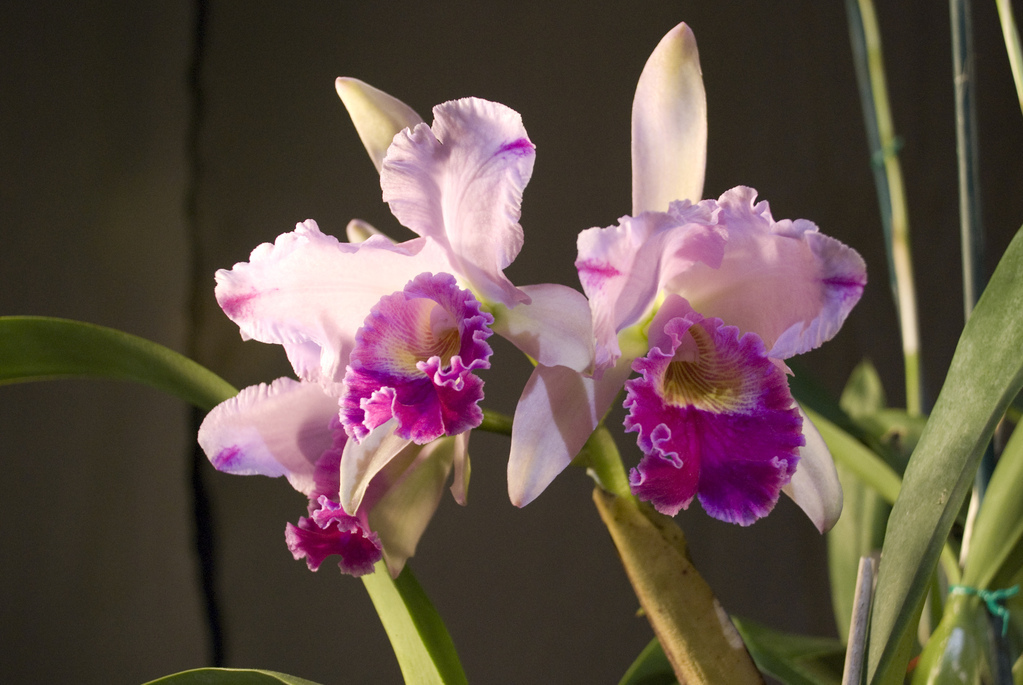 Amherst Orchid Society Show 2008 Amherst Orchid Society Show 2008