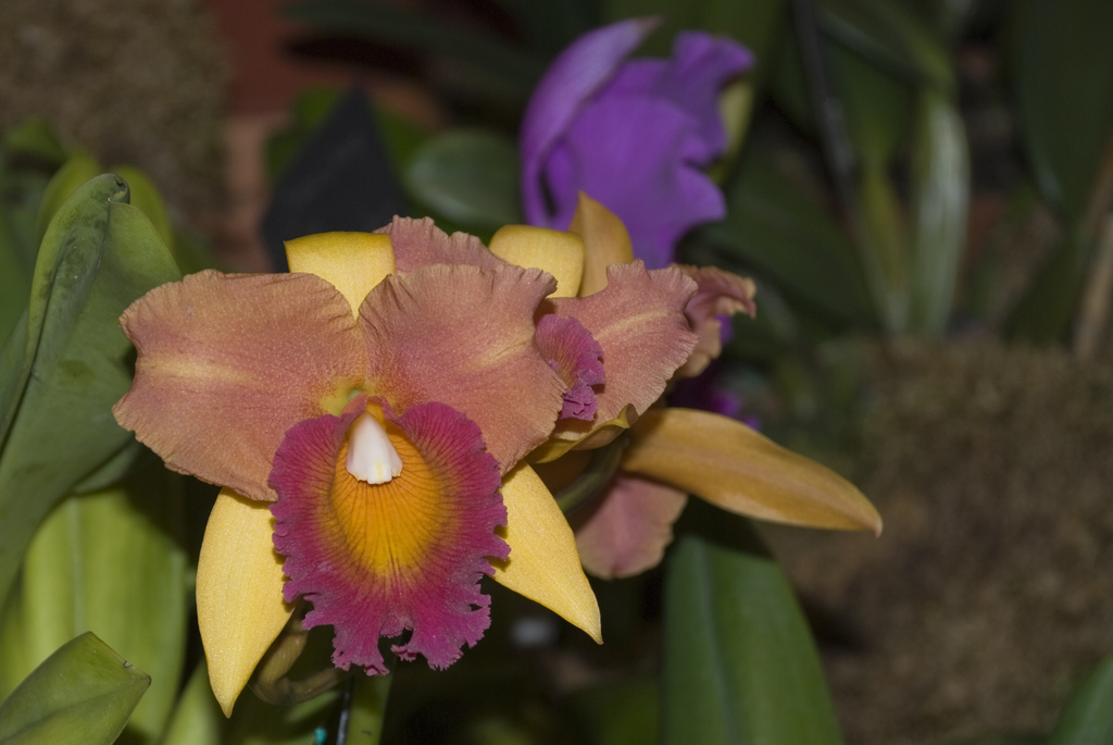Amherst Orchid Society Show 2008
