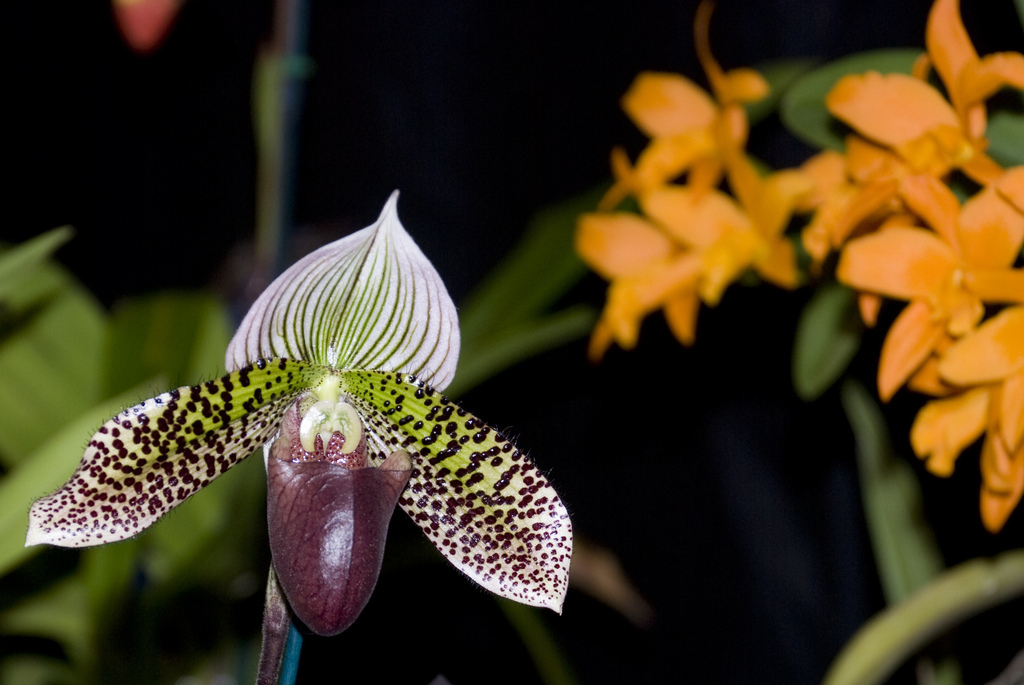 Amherst Orchid Society Show 2008 Amherst Orchid Society Show 2008