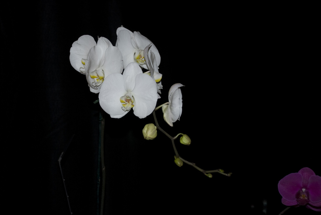 Amherst Orchid Society Show 2008