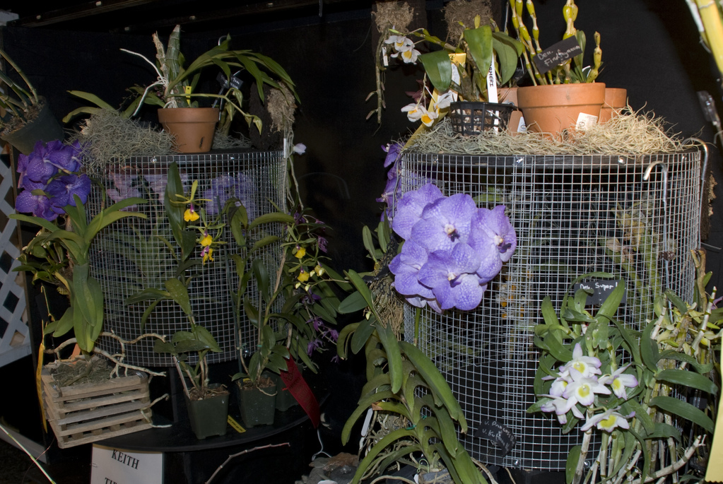 Amherst Orchid Society Show 2008 Amherst Orchid Society Show 2008