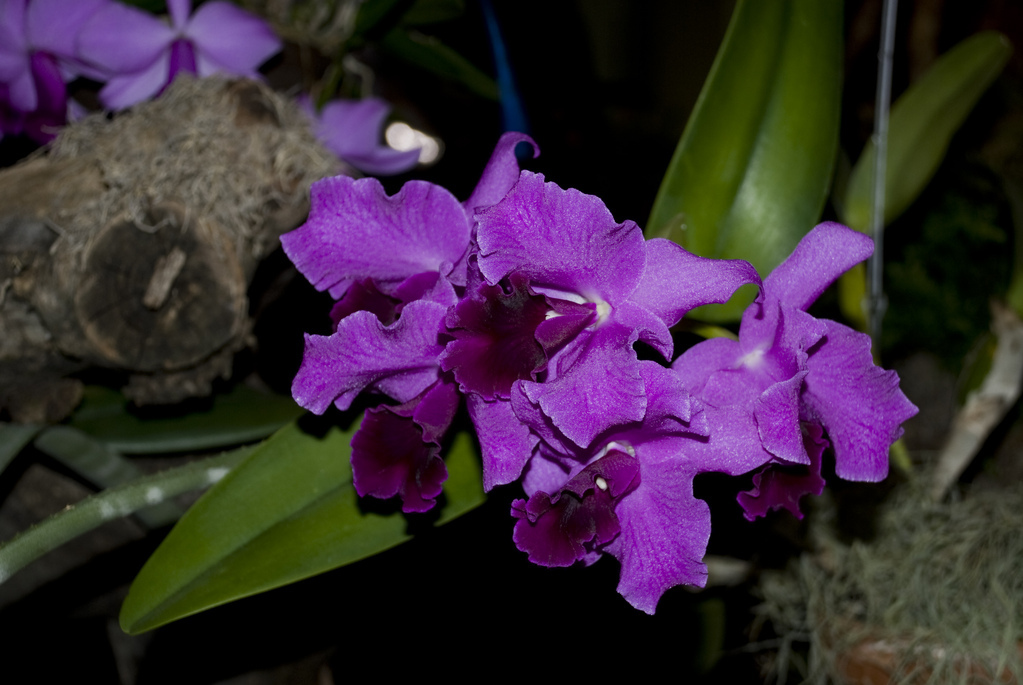 Amherst Orchid Society Show 2008 Amherst Orchid Society Show 2008