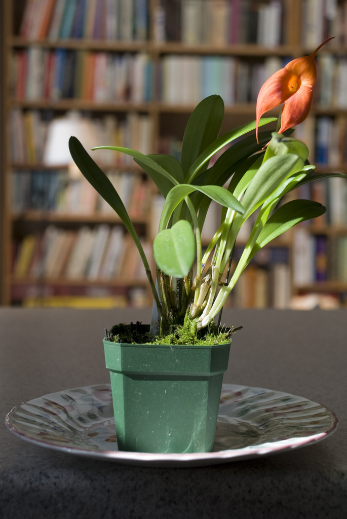 Orchid 1 Orchid 1