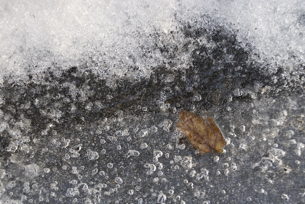 Leaf trapped in ice
