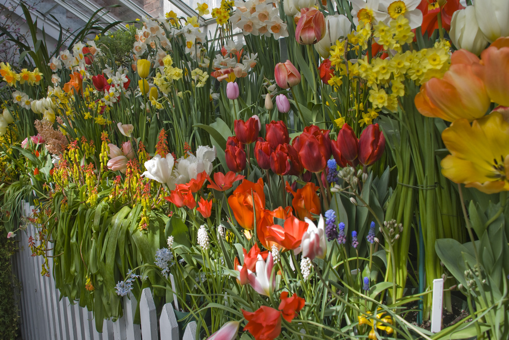 Smith College Bulb Show 2008