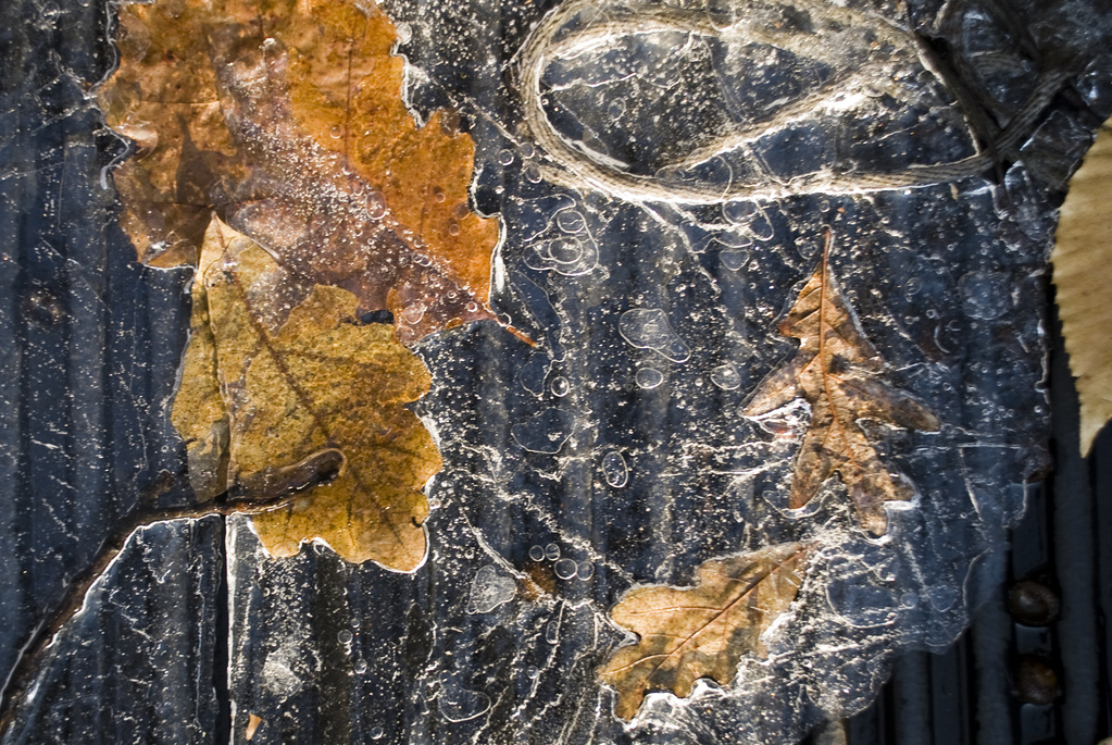 Leaves in ice