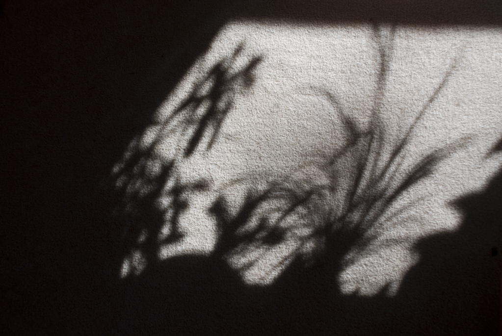 Shadow plants Shadow plants