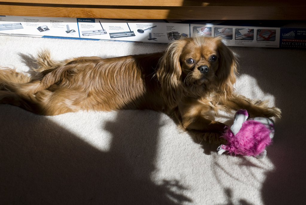 Becket with toy Becket with toy