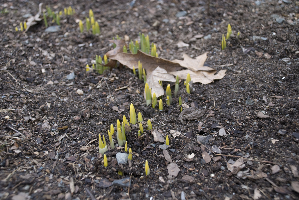 Birth of spring