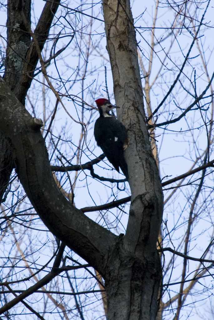 Pileated woodpecker Pileated woodpecker