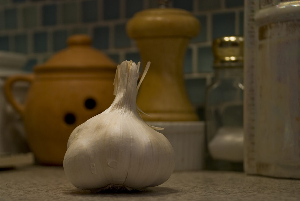 Garlic