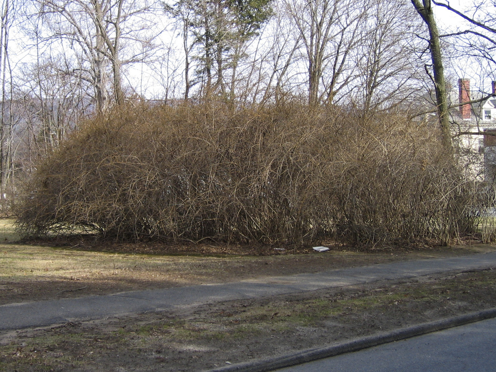 Potential Forsythia