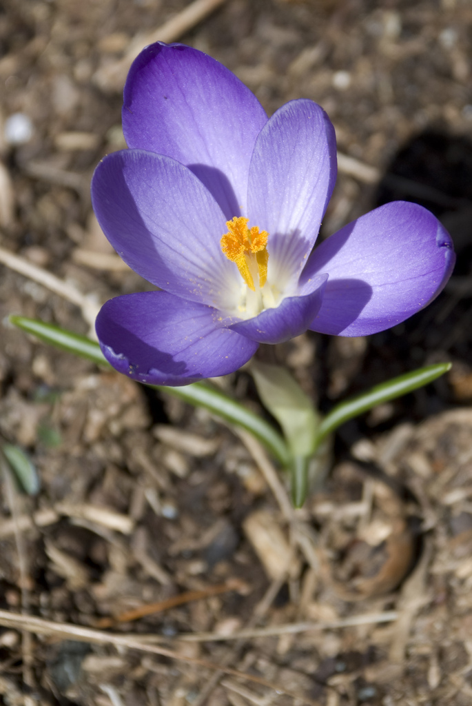 Crocus Crocus