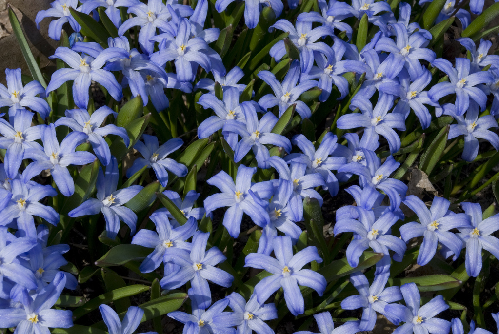 Spring flowers