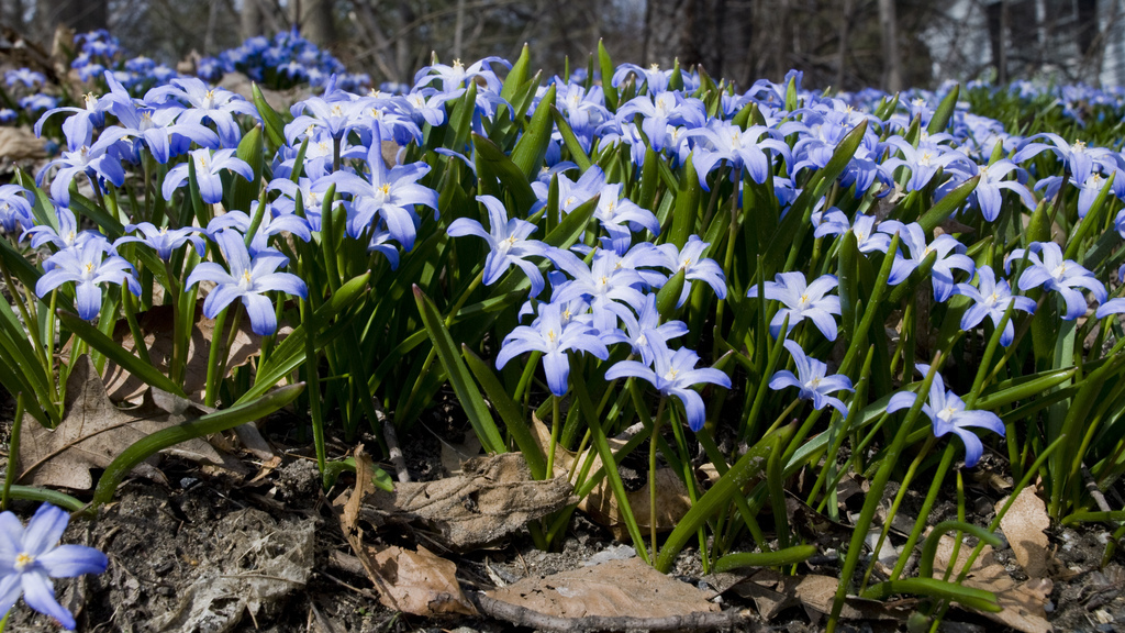 Spring flowers