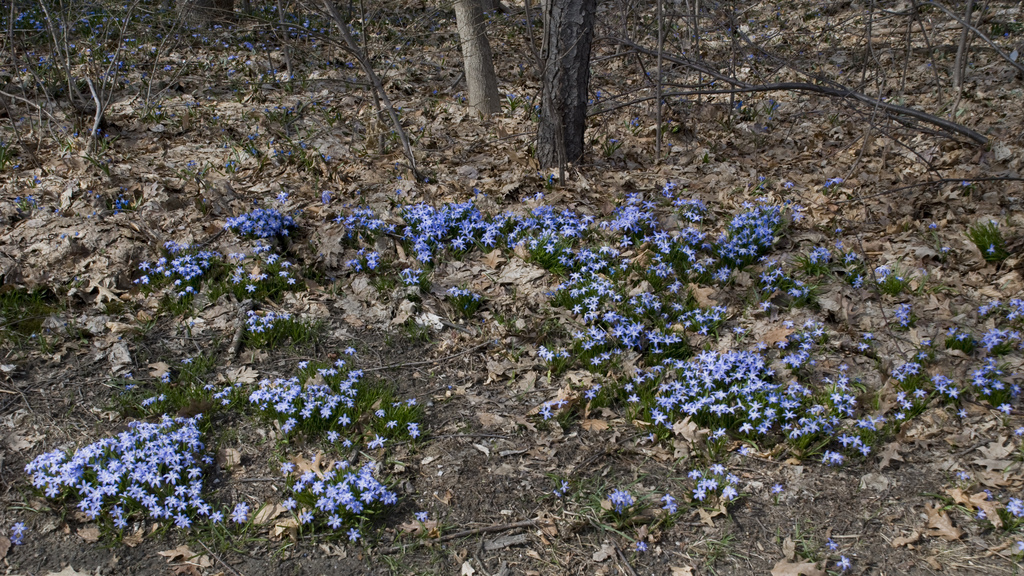 Spring flowers