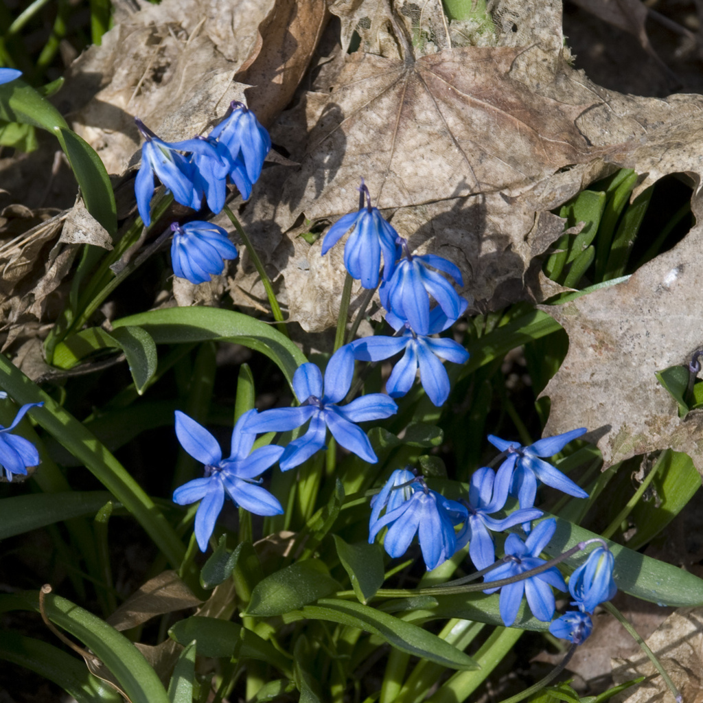 Spring flowers