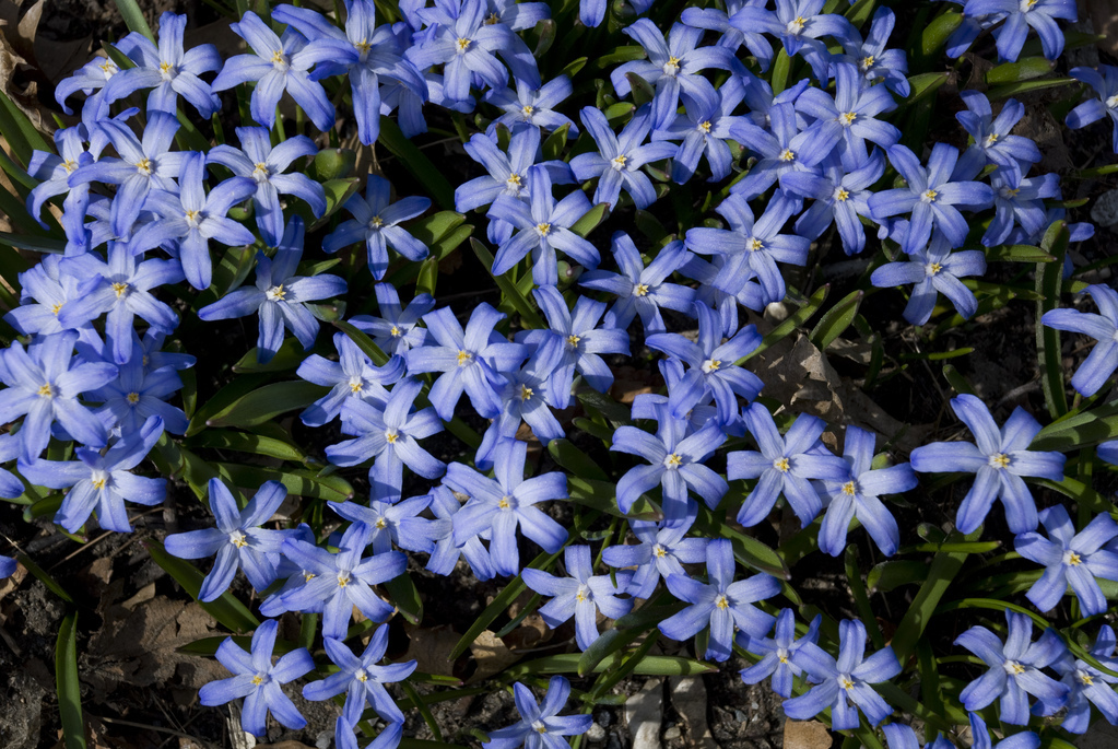 Spring flowers