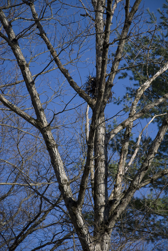 Squirrel nest? Squirrel nest?