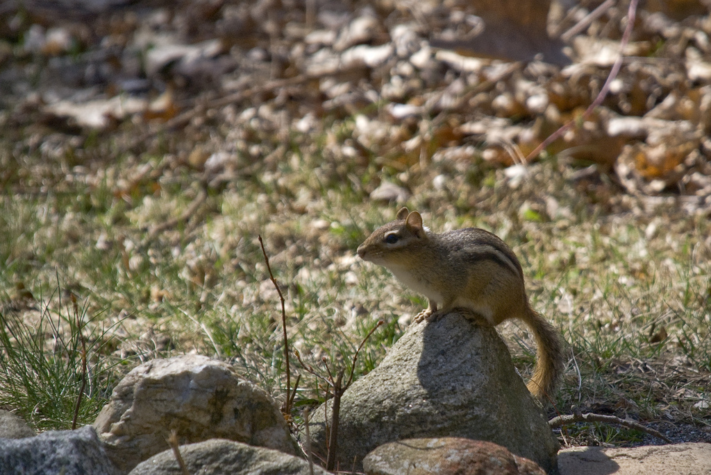 Chipmunk Chipmunk