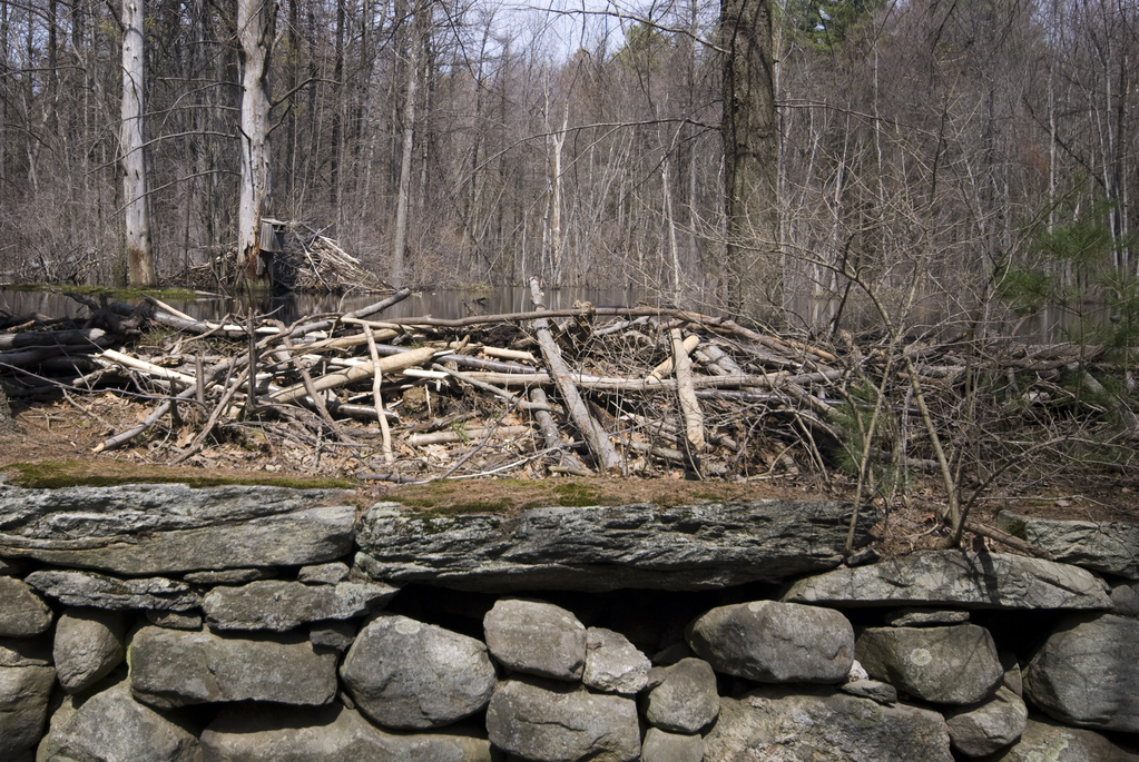 Rock wall, beaver dam, pond, beaver lodge Rock wall, beaver dam, pond, beaver lodge