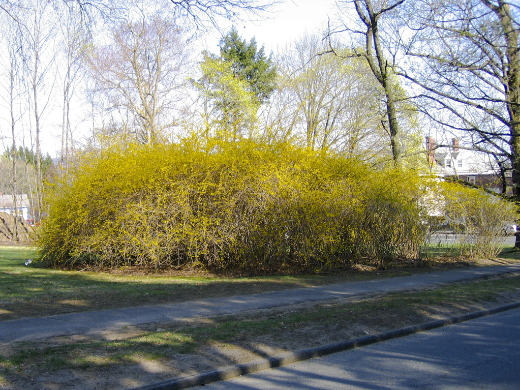 Kinetic forsythia